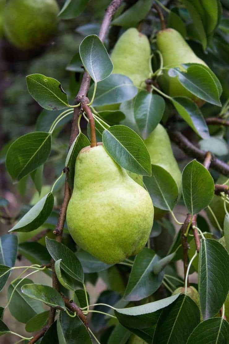 Fresh pears growing on a tree.