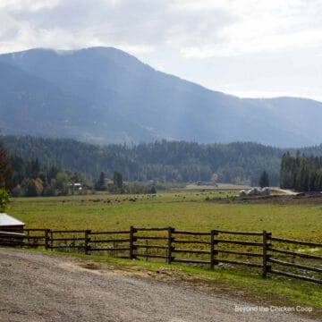 Scenery of a pasture with mountains.