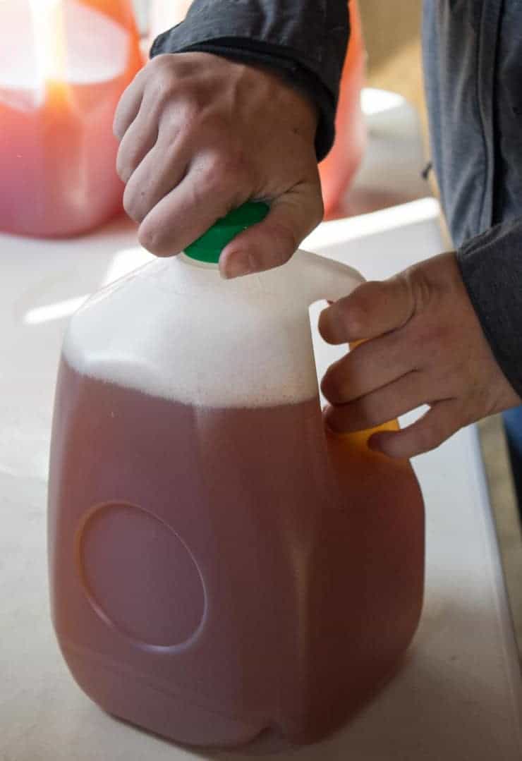 Placing a lid on a jug of fresh pressed cider.