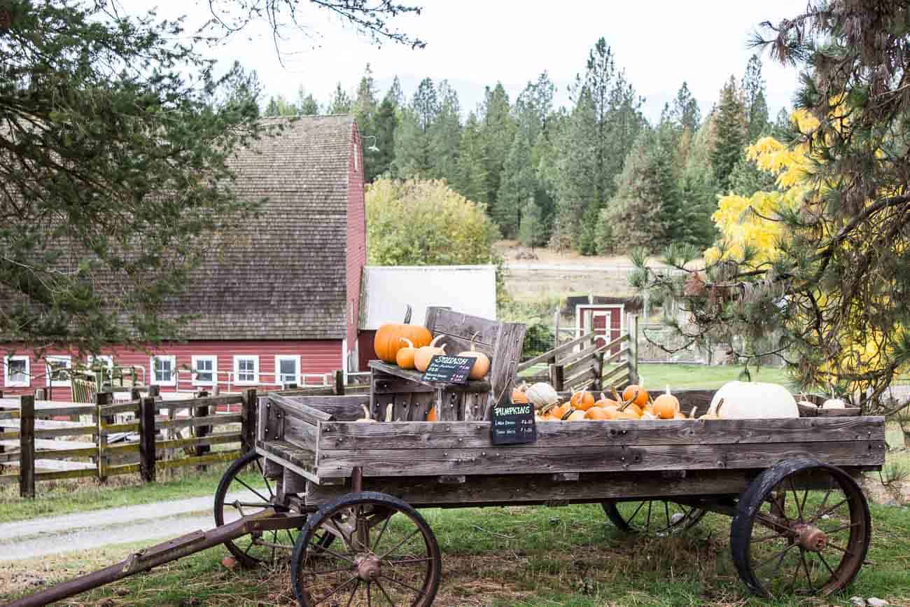 An old wagon filled with pumpkins.