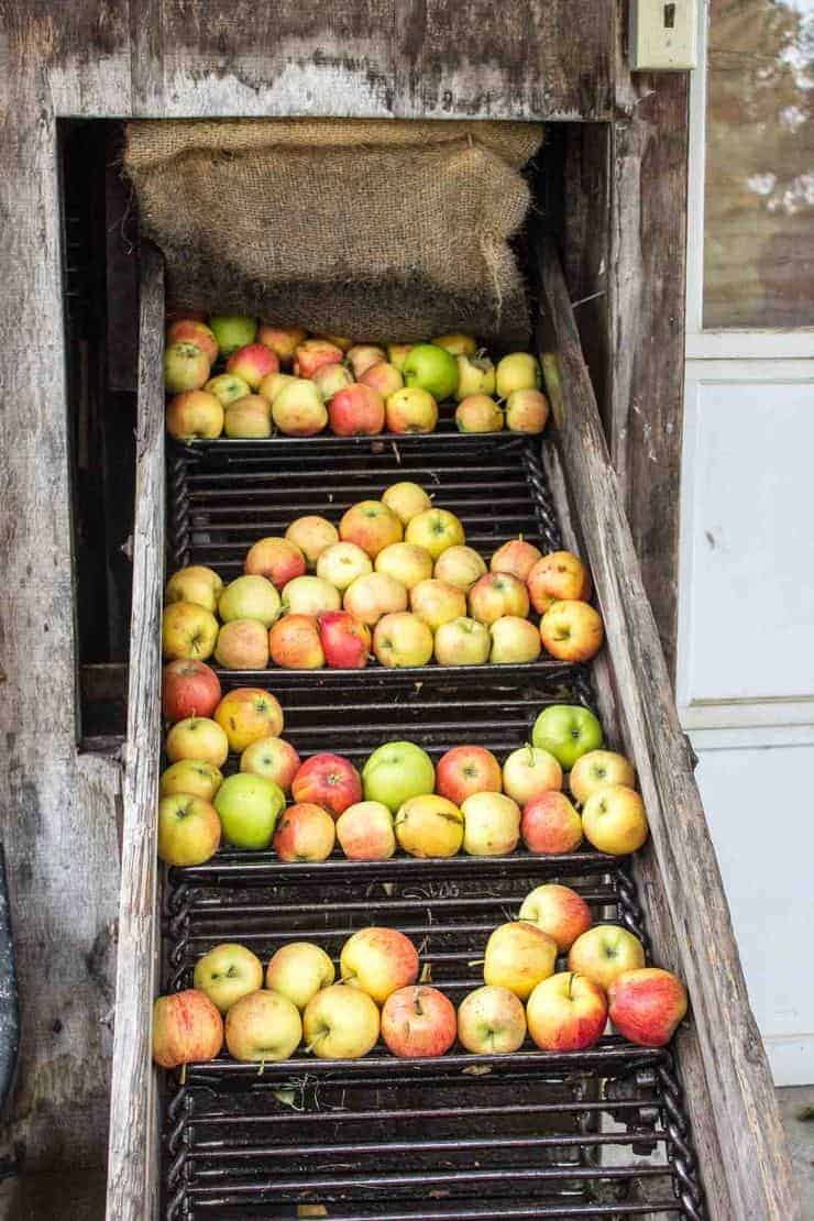A ladder moving apples into the press.