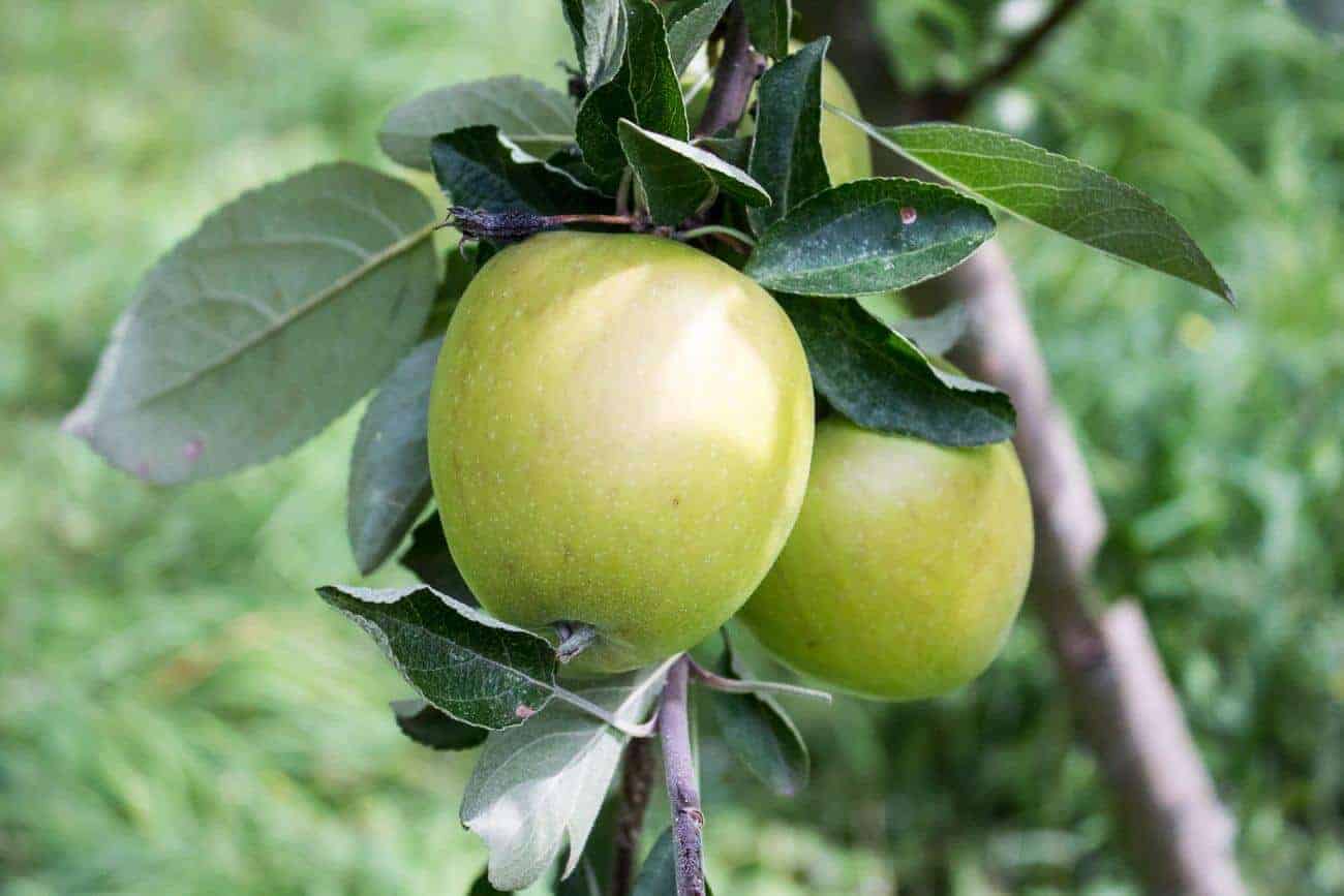 Green apples on a tree ready to be picked