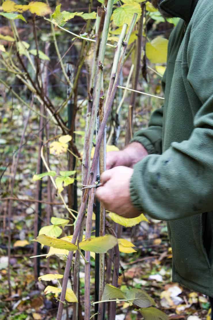 Tying up raspberry canes with string.