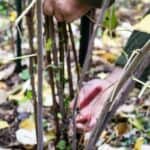 Pruning a raspberry plant with small pruners.