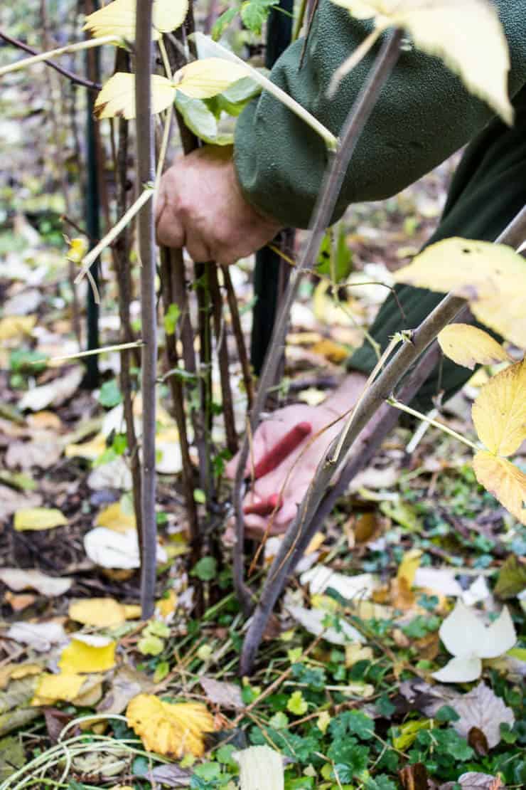 Using hand clippers to prune a raspberry bush.