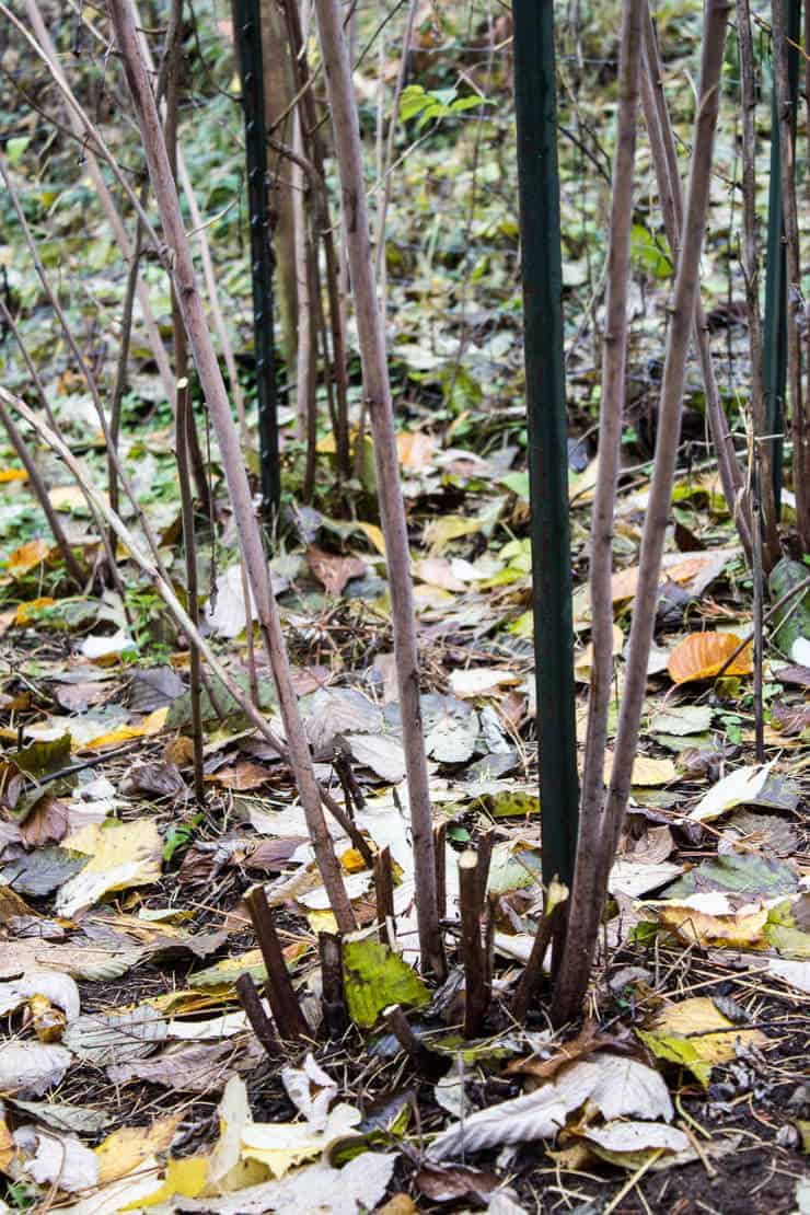 Old raspberry canes pruned down with new canes left standing.