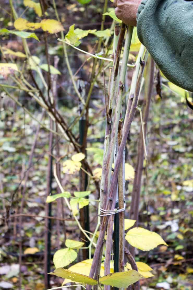 Pruned raspberry bushes tied together with string.