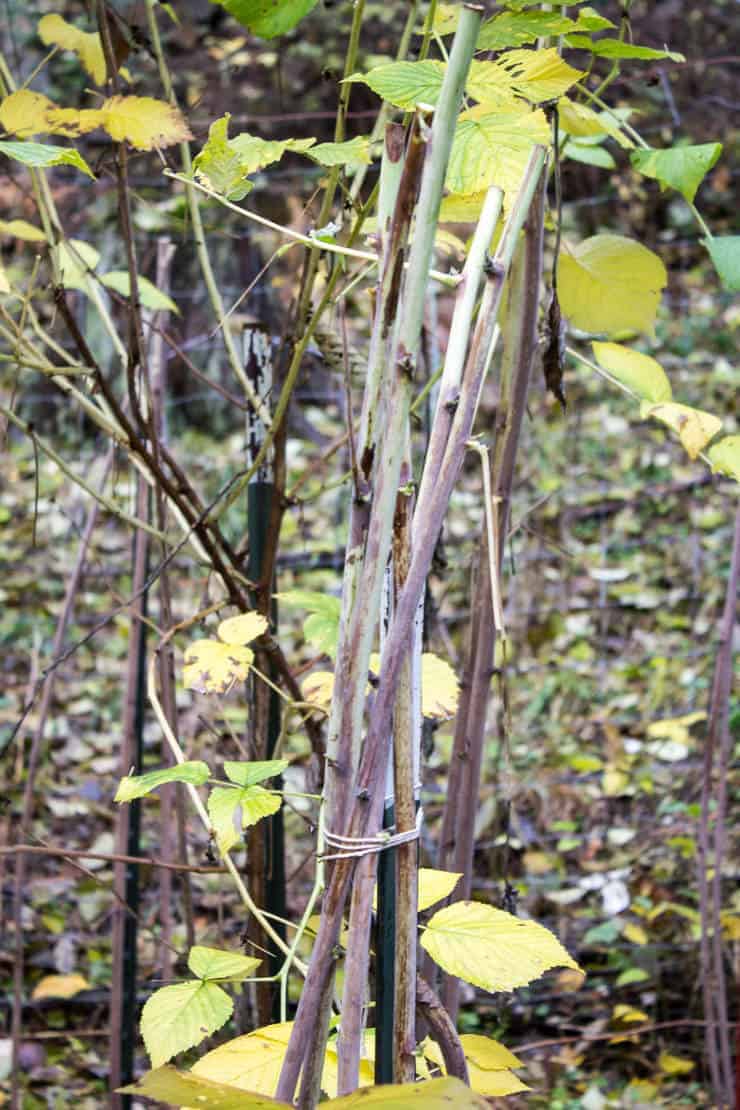 Pruned raspberry bushes tied together.