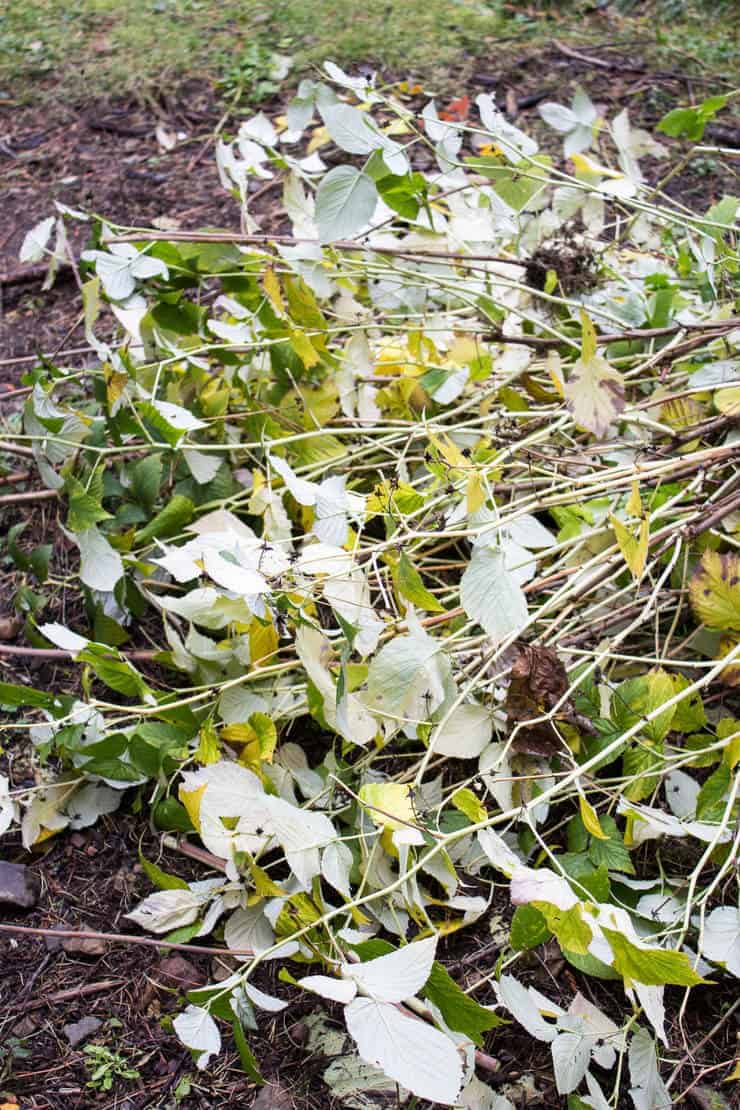 Cut raspberry vines lying on the ground.