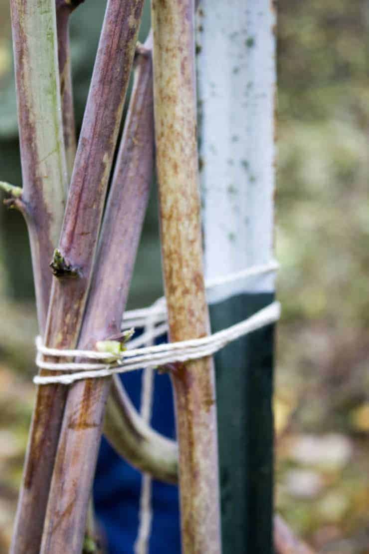 Raspberry canes tied together with string to a post.