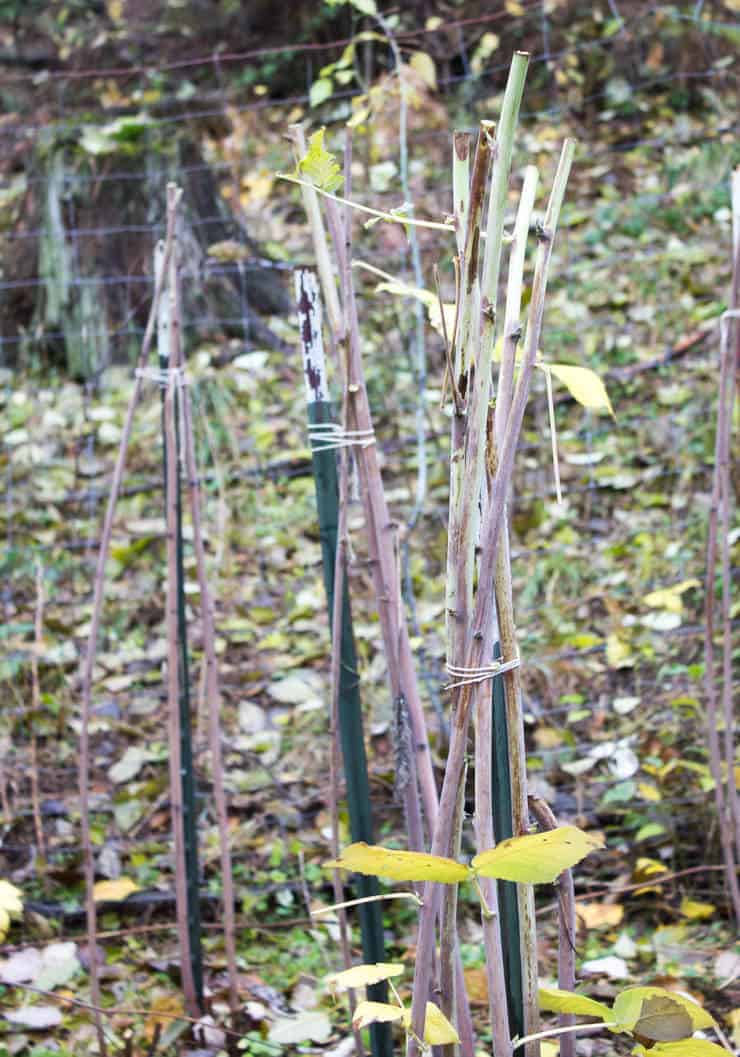 A pruned raspberry bush with just a few yellowed leaves.