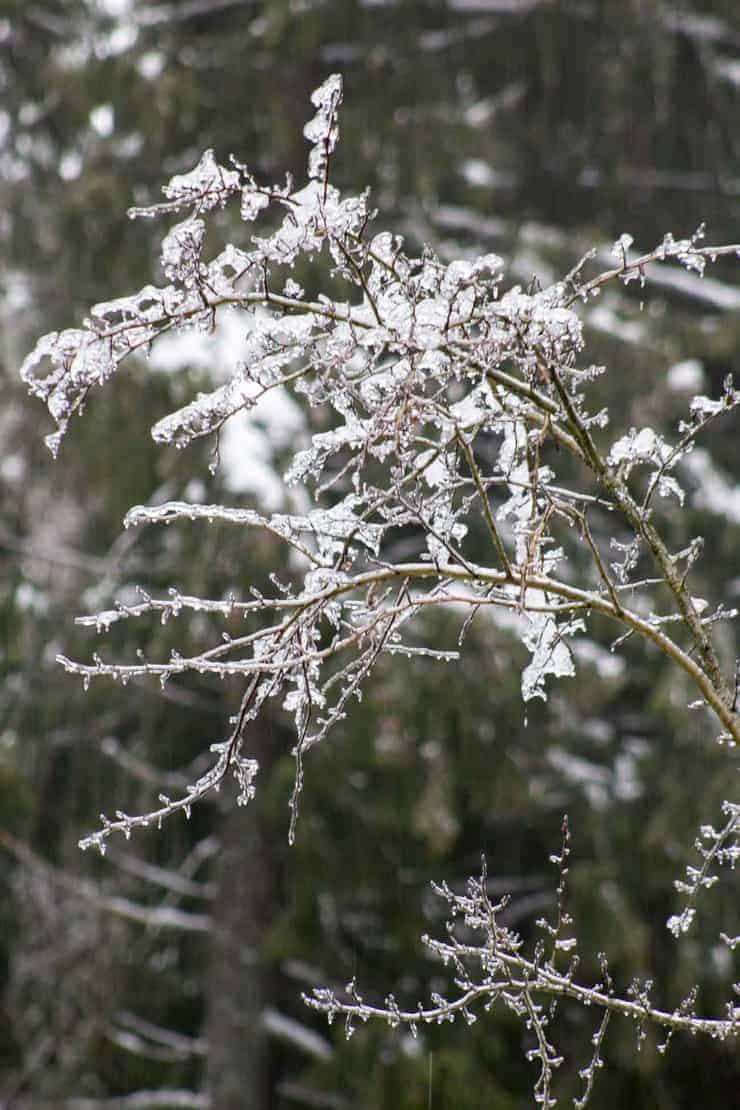 Ice clinging to a bare branch.