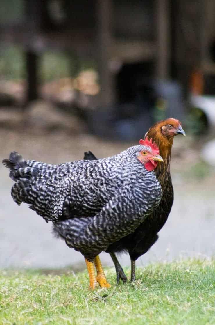 Chickens roaming the property.