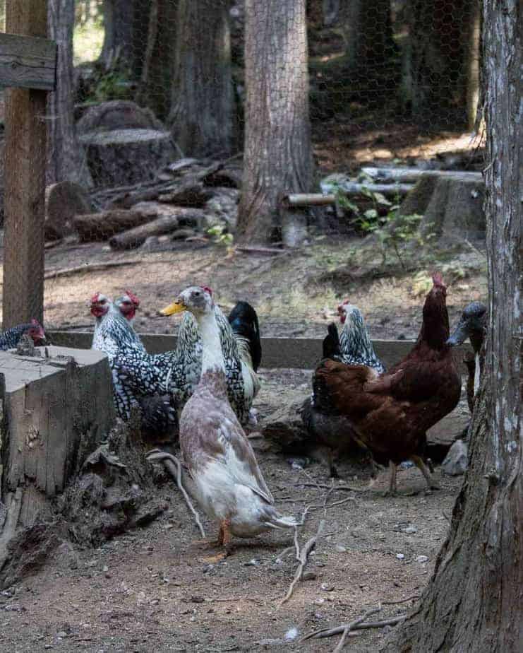 Ducks and chickens in the chicken coop.