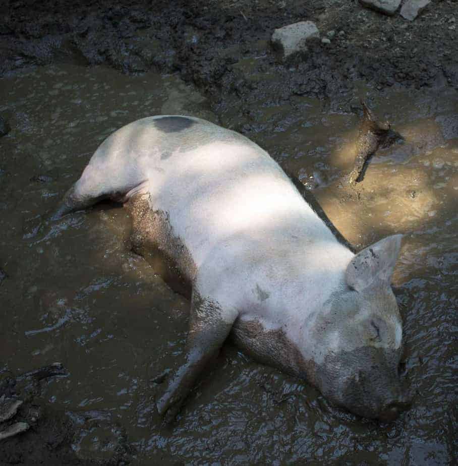 Pig rolling in the mud.