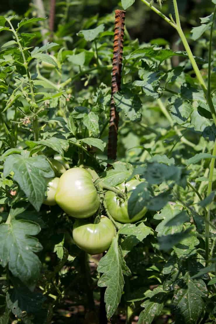 The wait for tomatoes to ripen seems to take forever!