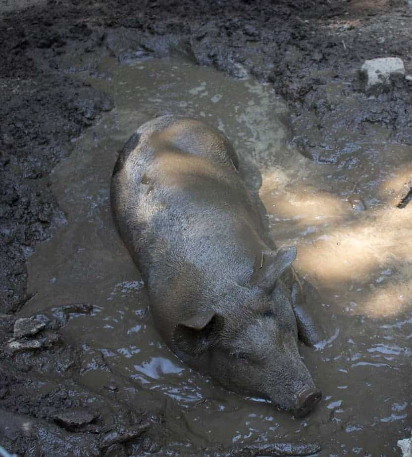 Pig covered in mud.