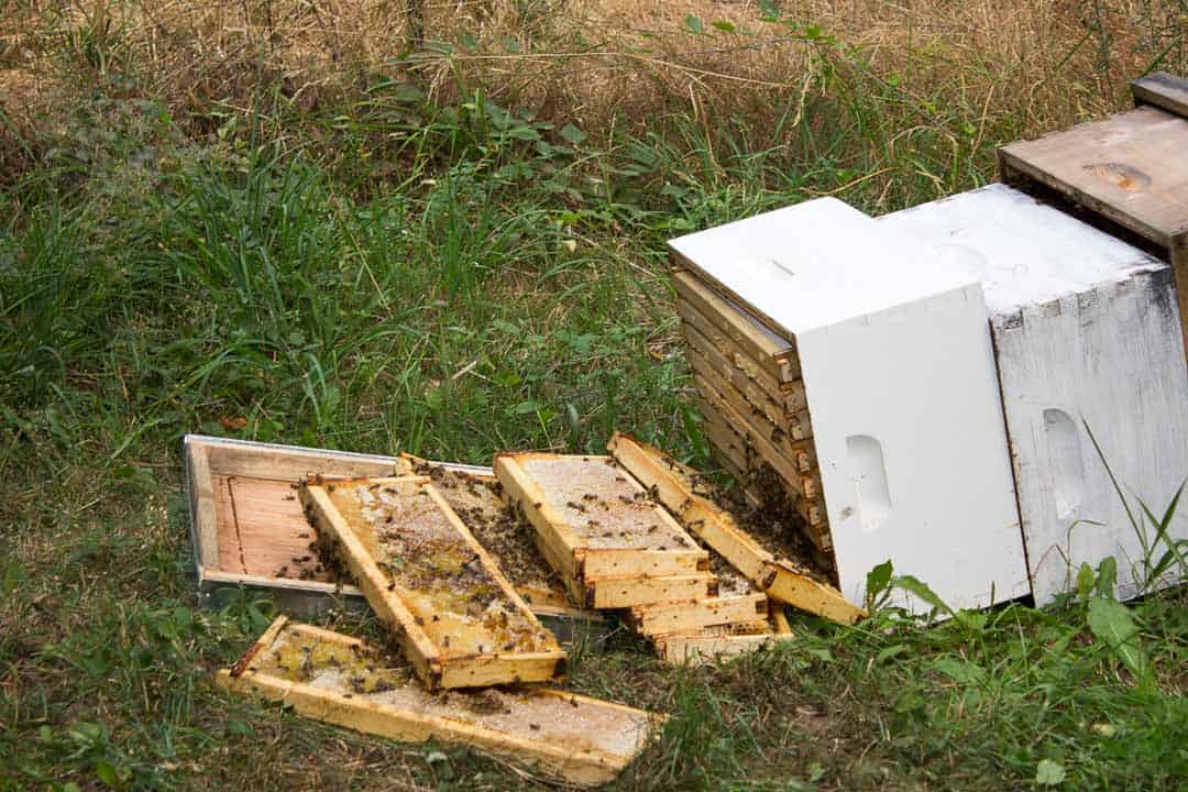 Bee Hive knocked over with frames strewn on the grass. 