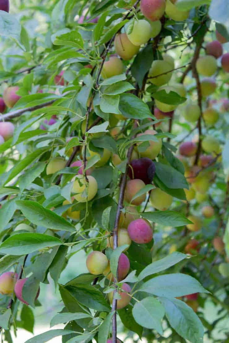 Plum tree loaded with red and pink plums.