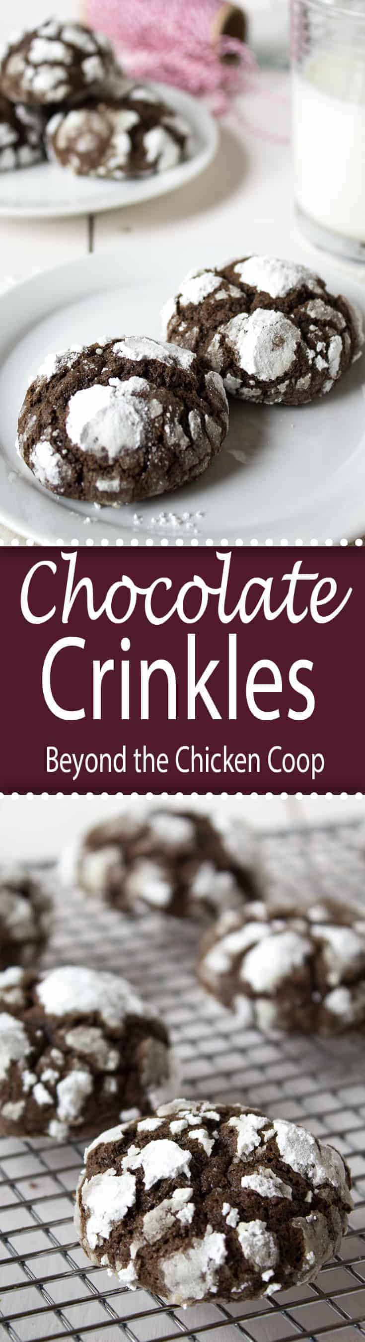 Chocolate crinkles cookie are soft on the inside and crackly on the outside!