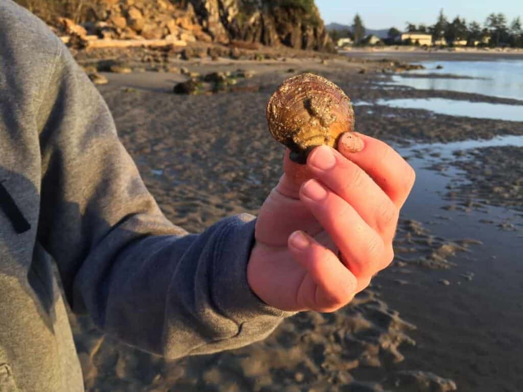 Clamming for purple varnish clams