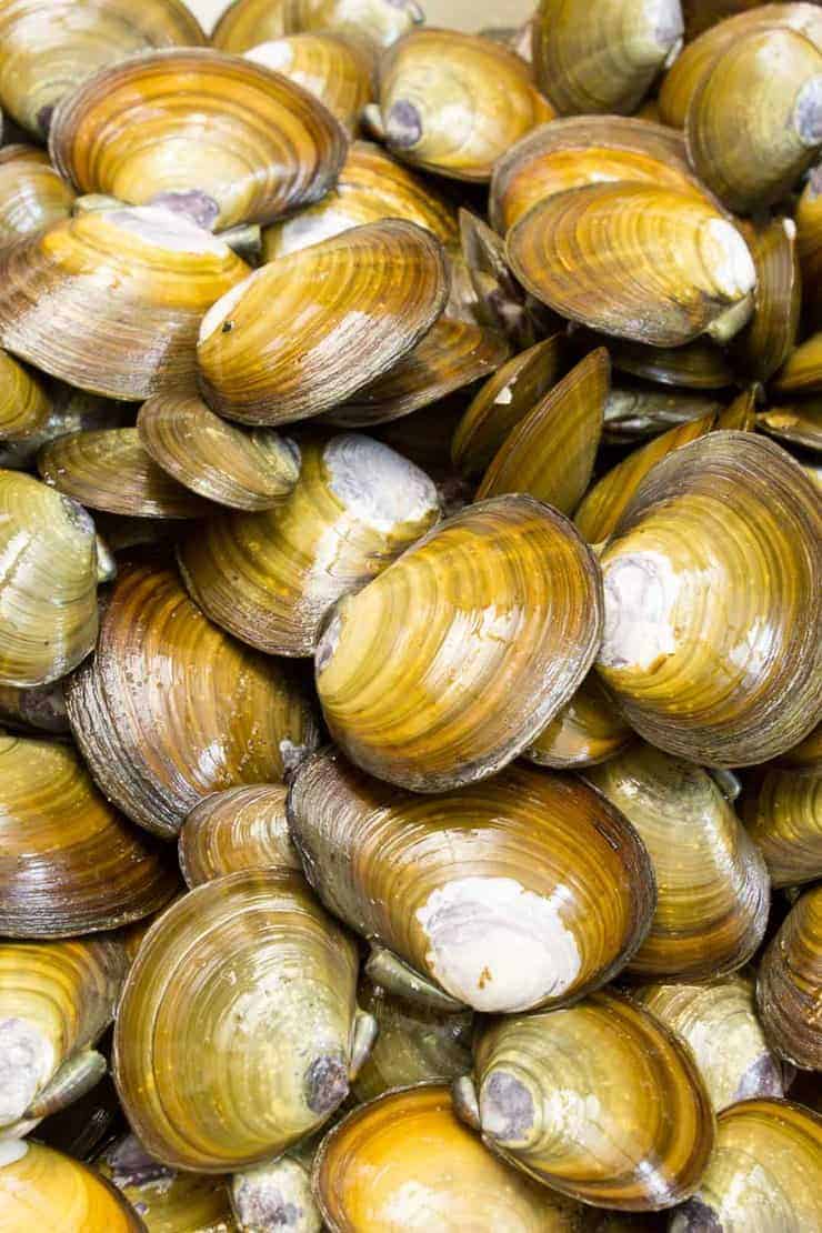 The fresh catch of purple varnish clams on the Oregon Coast