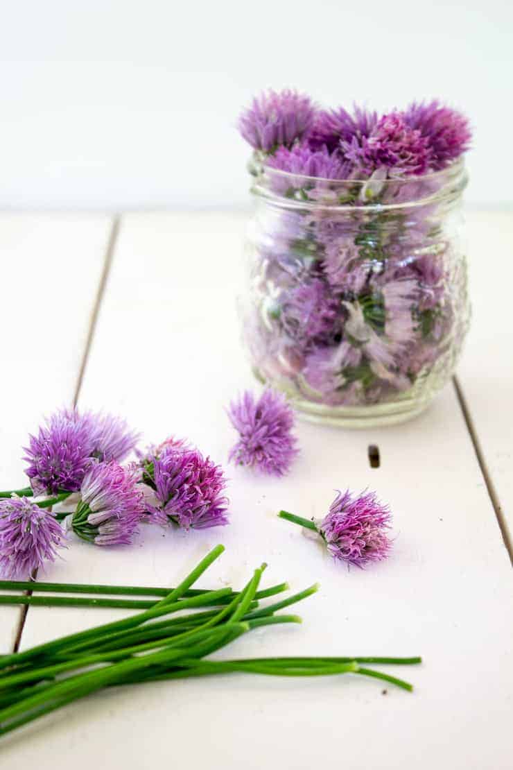 Fresh chive blossoms put in a small jar.