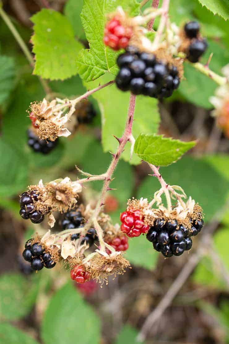 Wild blackberries growing on a blackberry vine.