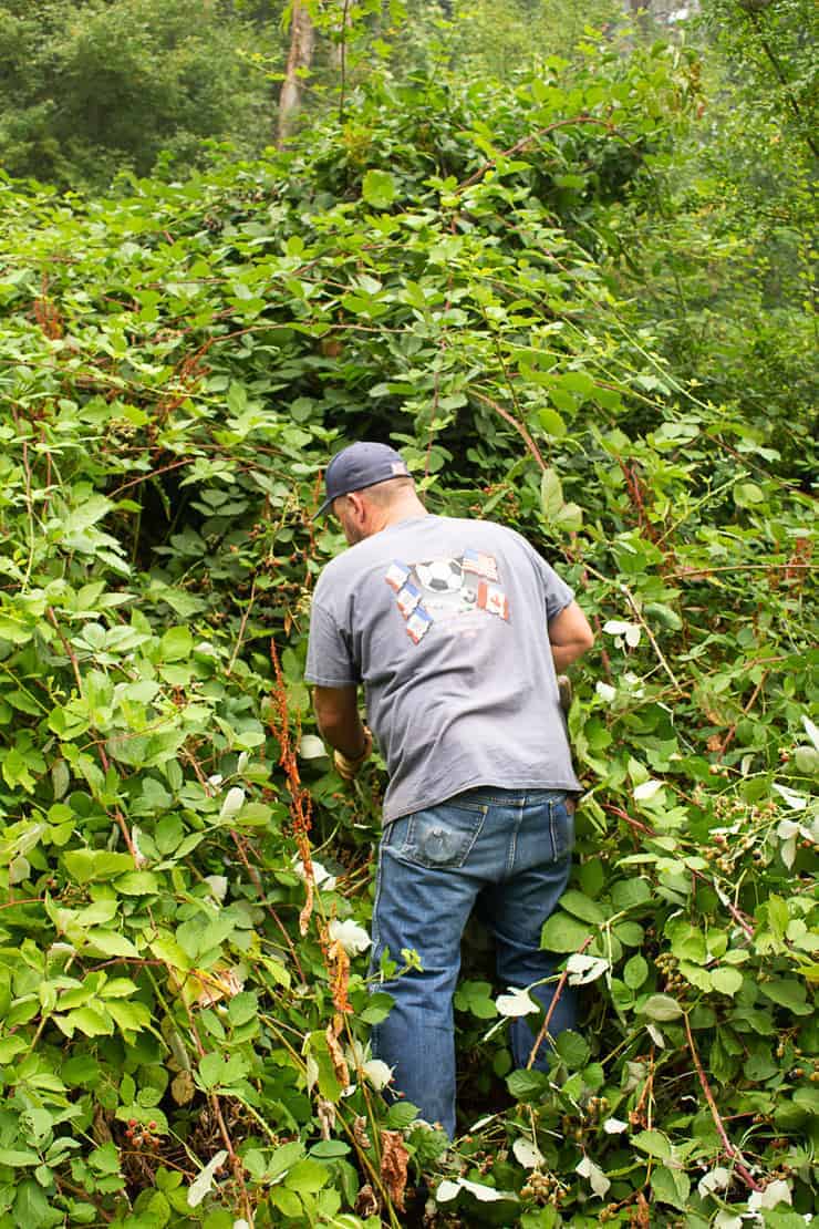 Picking wild blackberries on a hillside.