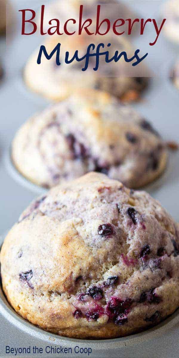 Homemade blackberry muffins inside a muffin tin.