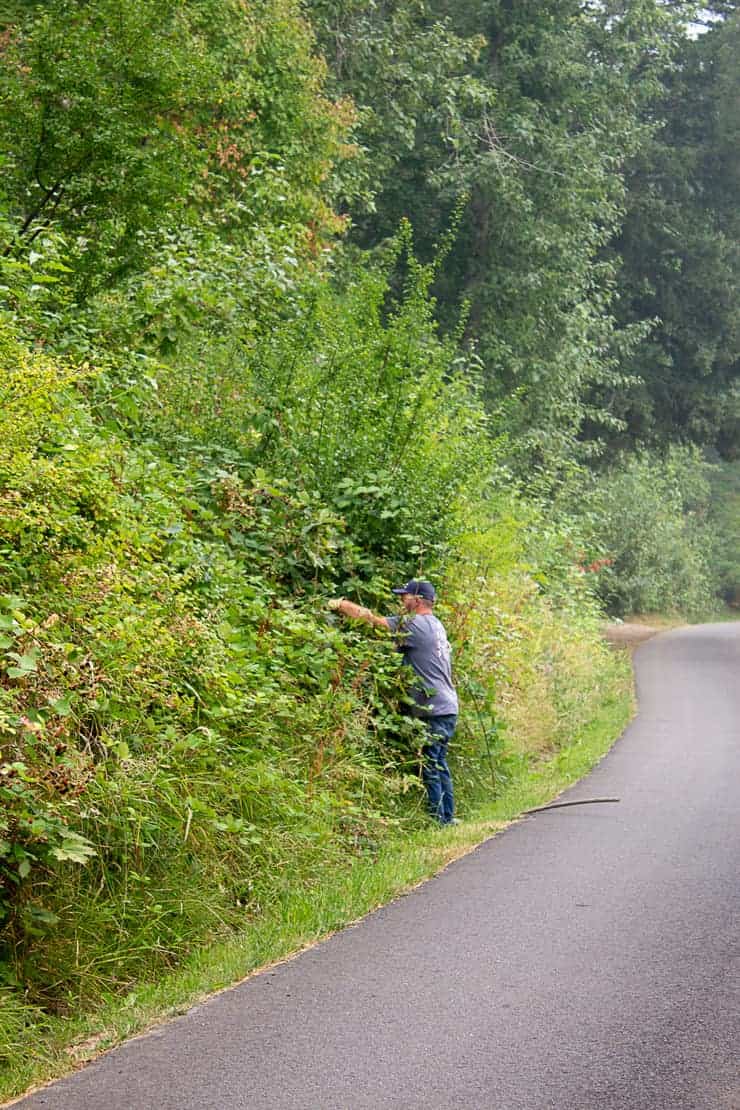 Picking wild blackberries on the side of a road.