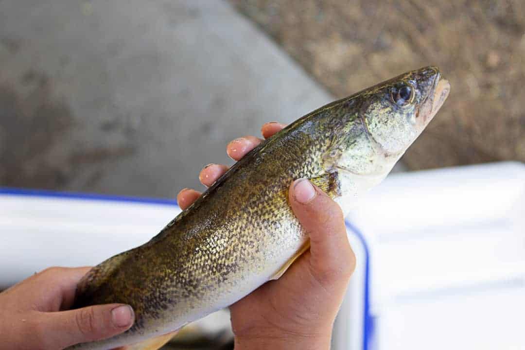 Freshly caught walleye fish.