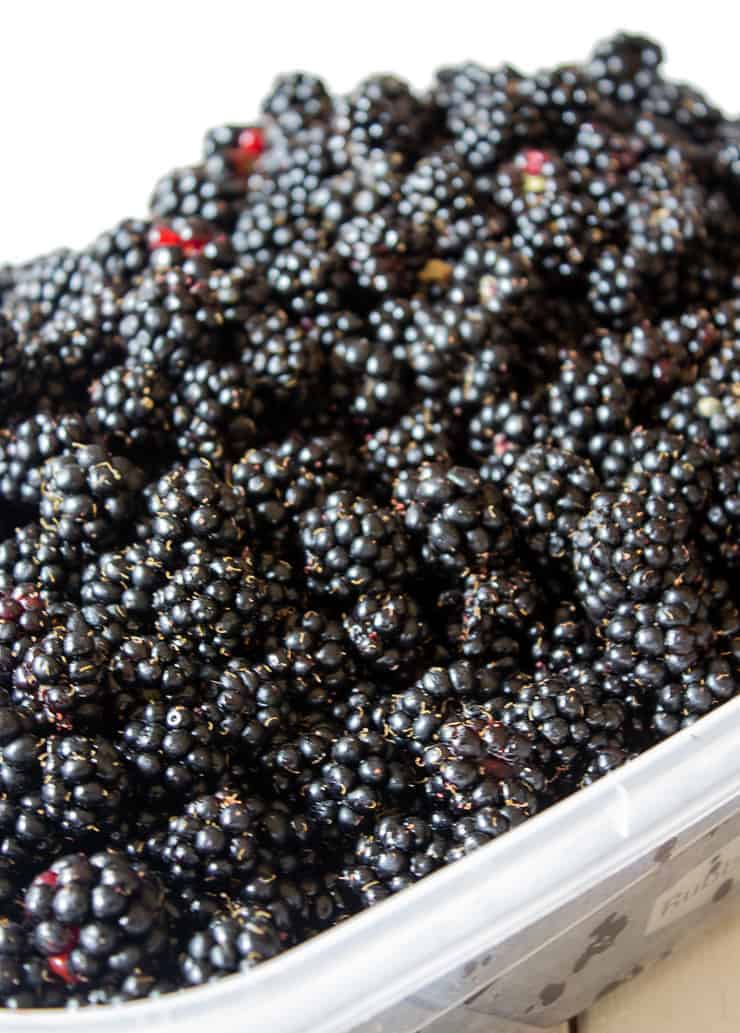 Freshly picked wild blackberries in a large container.