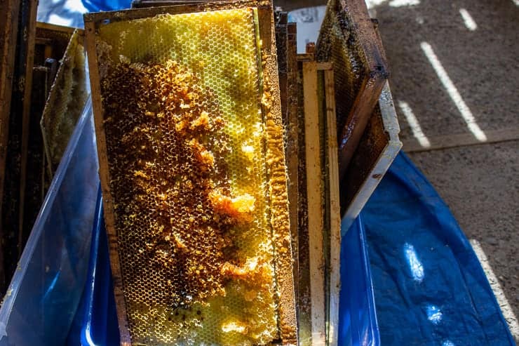 Processed honey comb piled in a large tub.