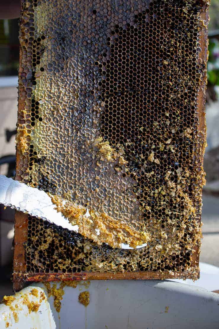 Wax capping being removed from honey comb.