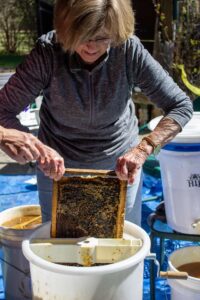 Adding a frame of honey to a spinner.