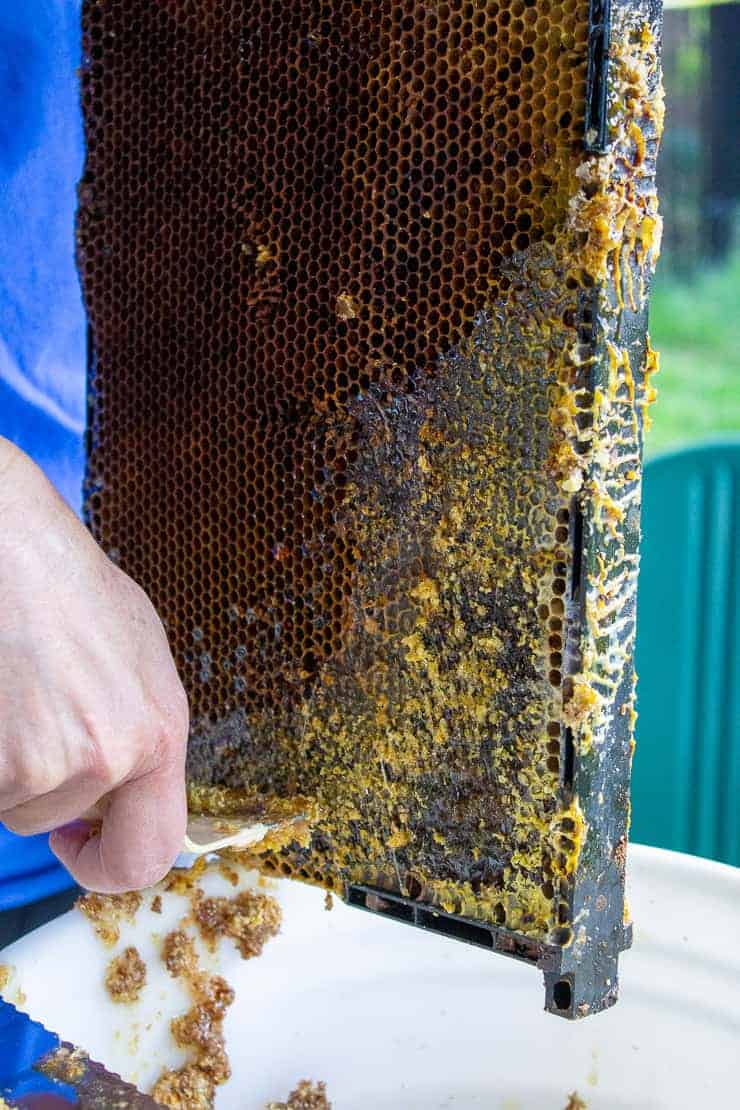 Using a uncapping fork to remove the wax coating on a frame of honey.