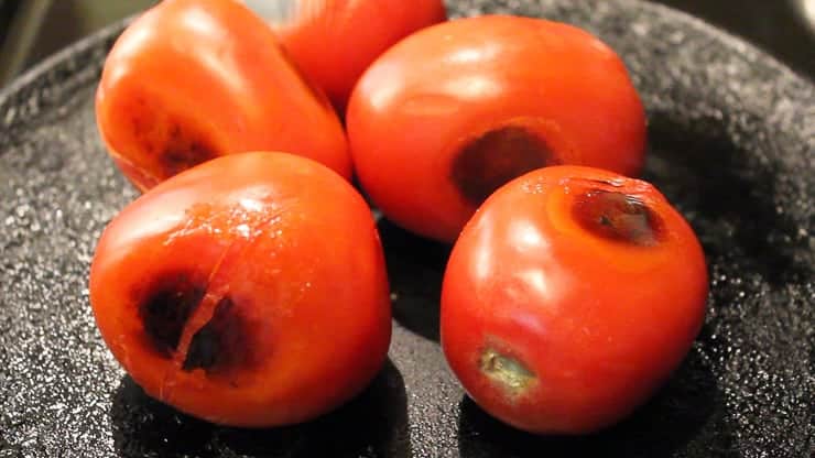 Tomatoes blackened by a cast iron pan.