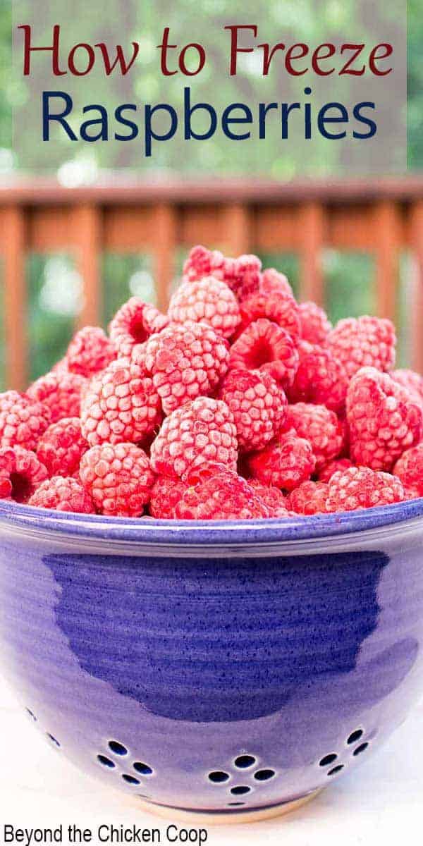 How To Freeze Raspberries And Blueberries – Raspberry