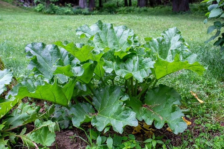 Large green rhubarb plant growing outside.