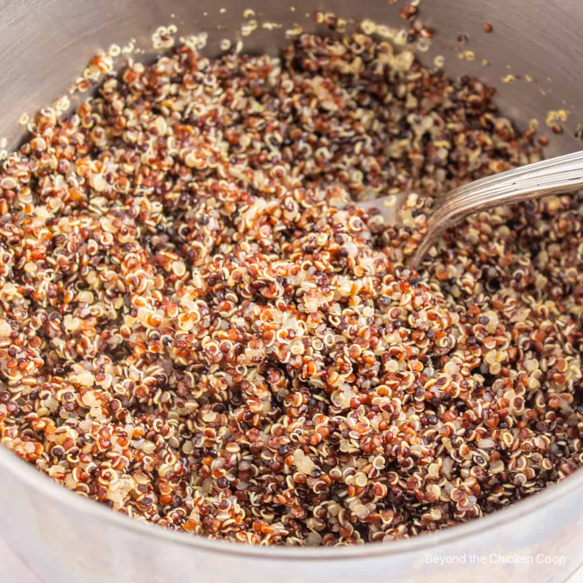 Tricolored quinoa in a pot.