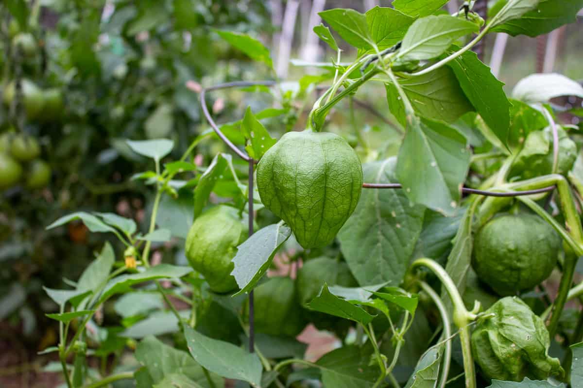 A tomatillo plant with lots of tomatillos on the plant.