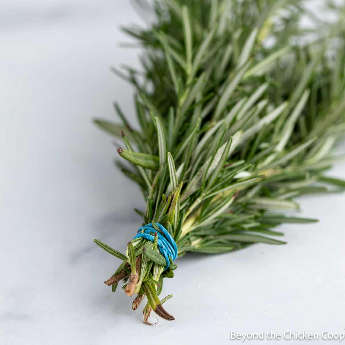 Rosemary bunched together with a rubber band. 