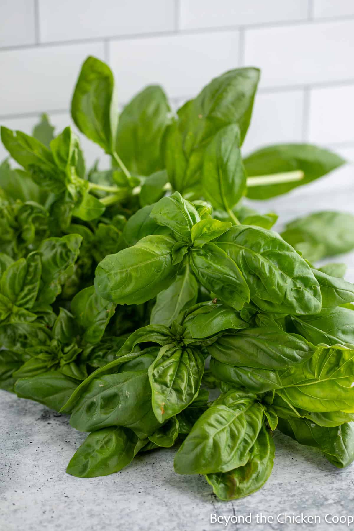 Fresh basil leaves in a pile on a white surface. 