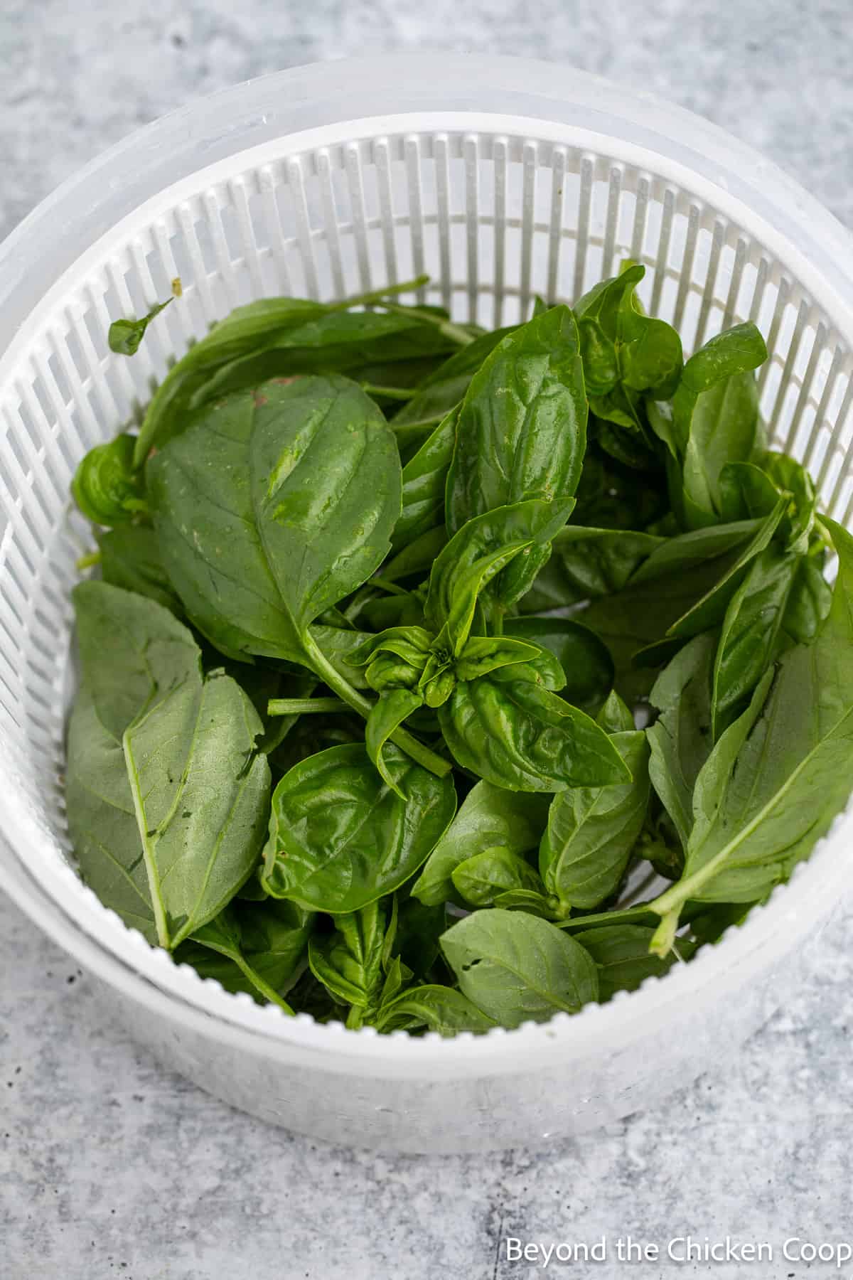 Washing basil in a salad spinner. 