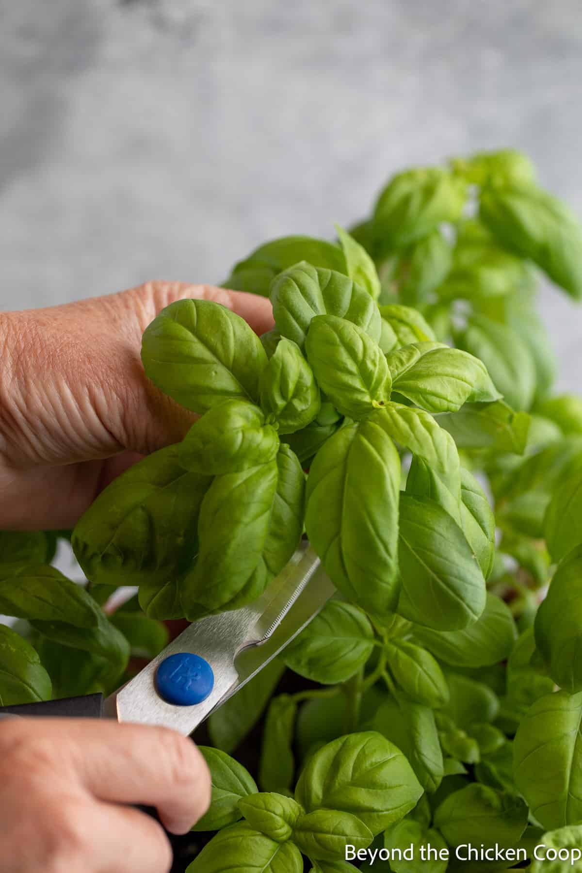 Cutting fresh basil. 