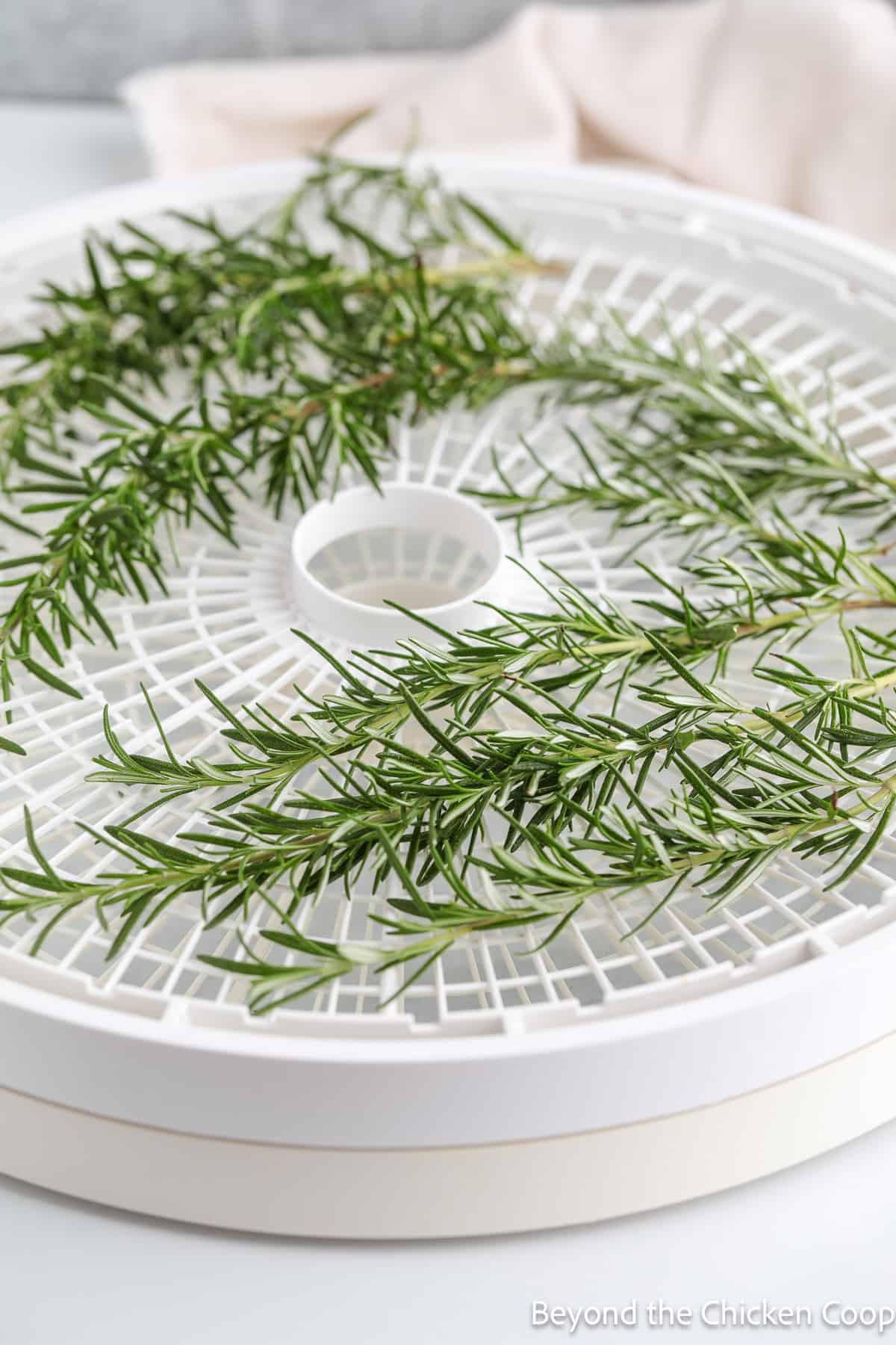 Rosemary on a dehydrator tray. 