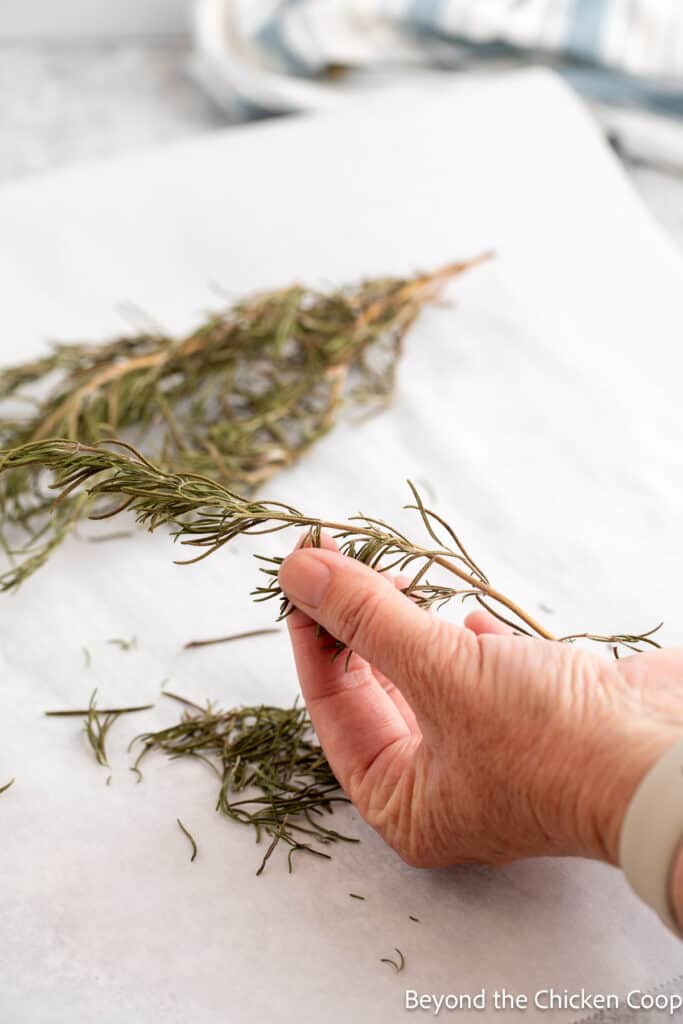 Removing dried leaves from a rosemary stem. 