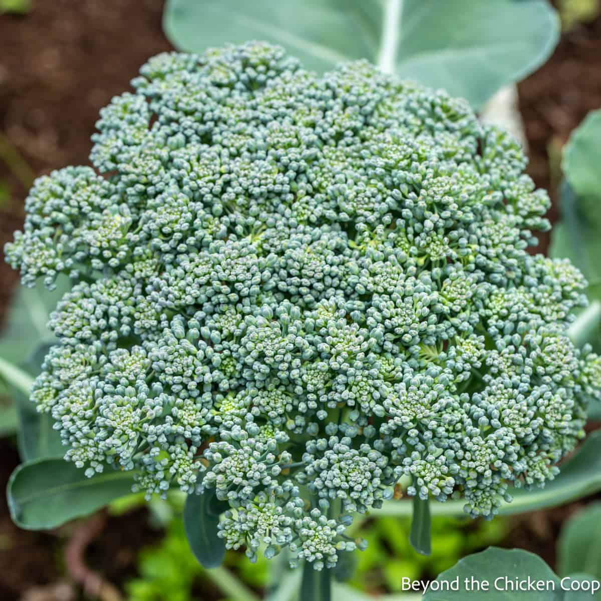 A head of broccoli in the garden. 