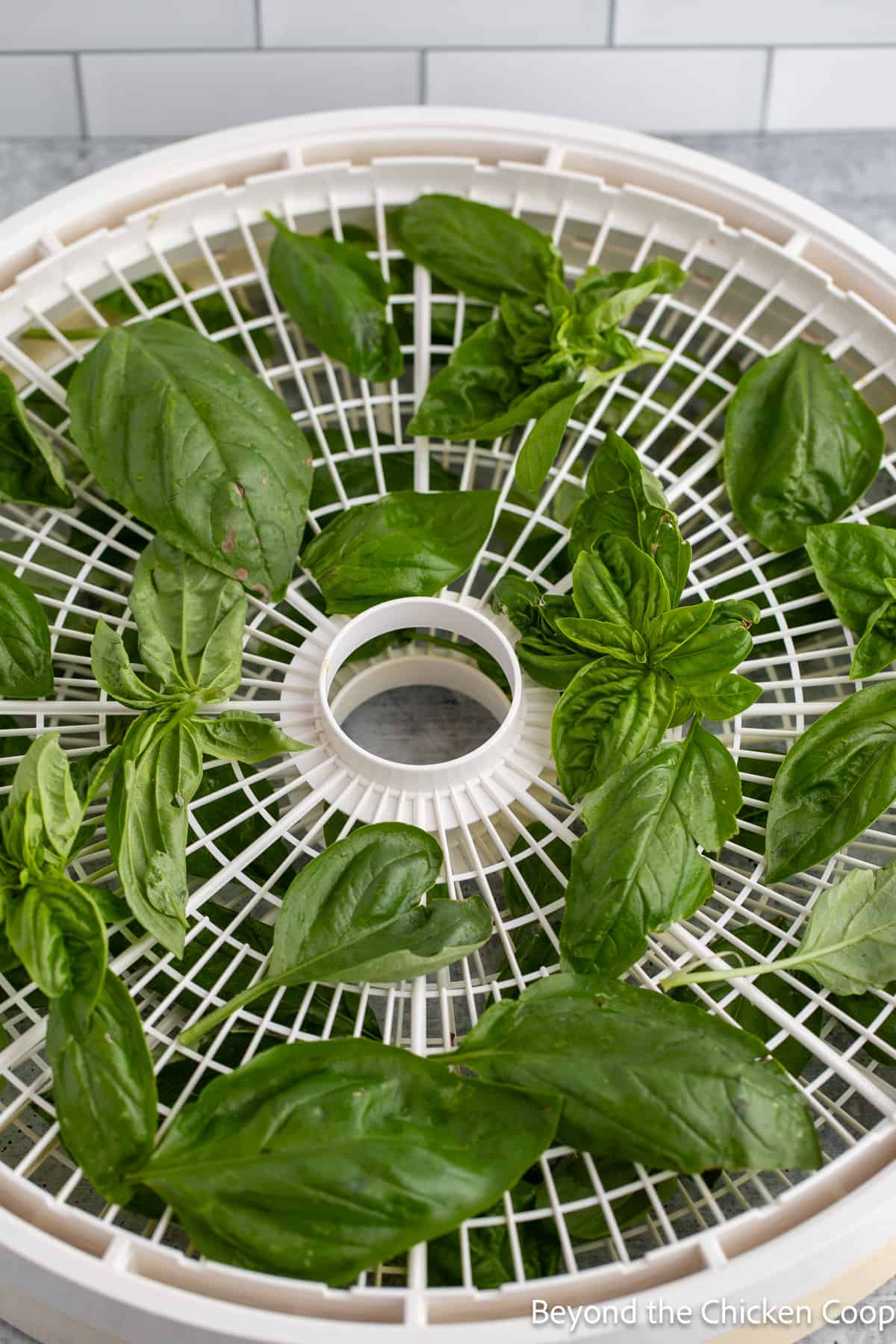 Basil leaves on a dehydrator tray. 